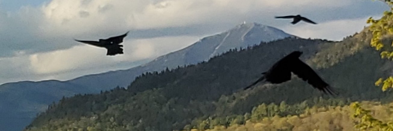 donnatlynn's profile banner image