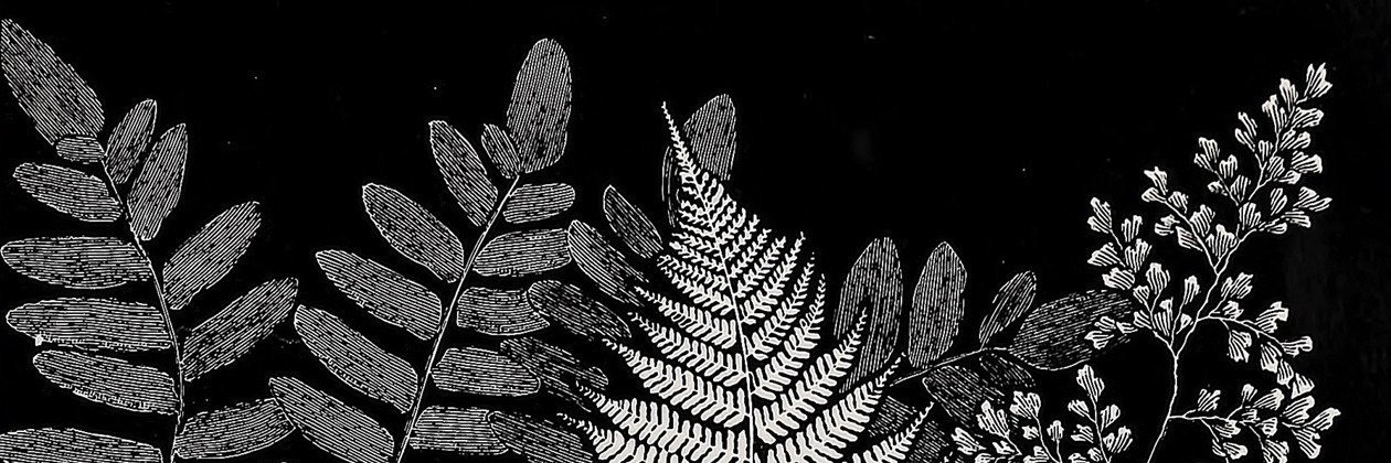 Iván- banner