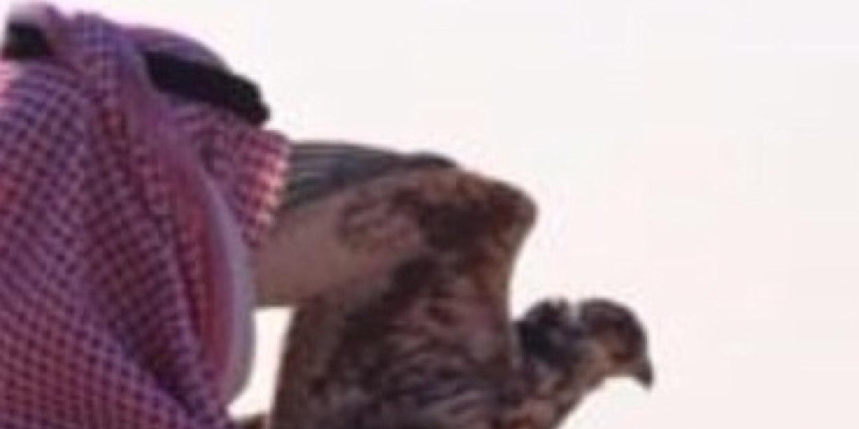 Meshherback's profile banner image