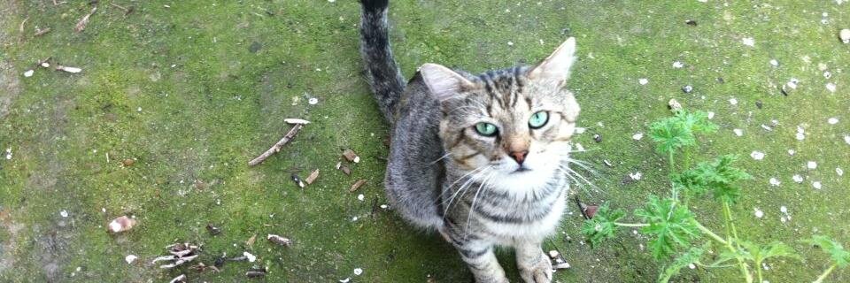 SilverMoonCat banner