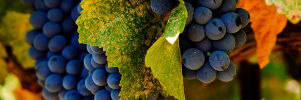 Dobra Zemlja Winery Profile Banner