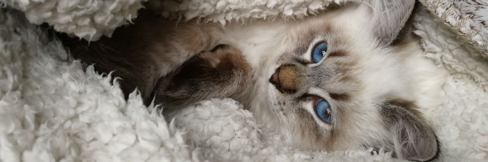 Carolinement_'s profile banner image