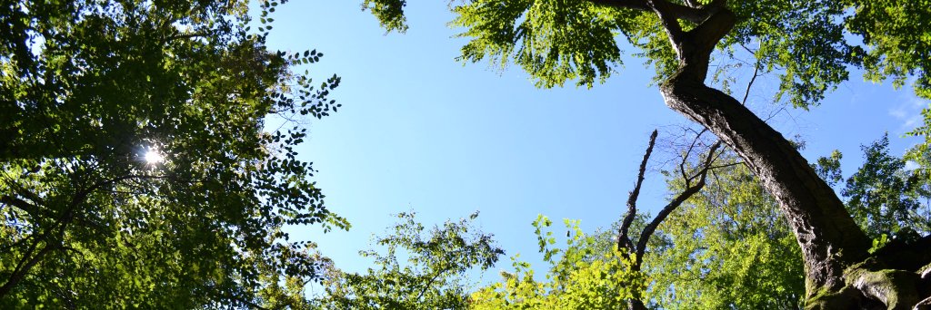 Mercuryotis's profile banner image