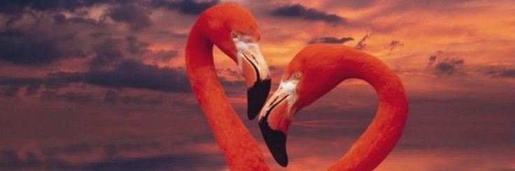 caah_priih's profile banner image