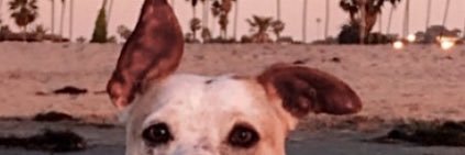 _veronicaabeyta's profile banner image