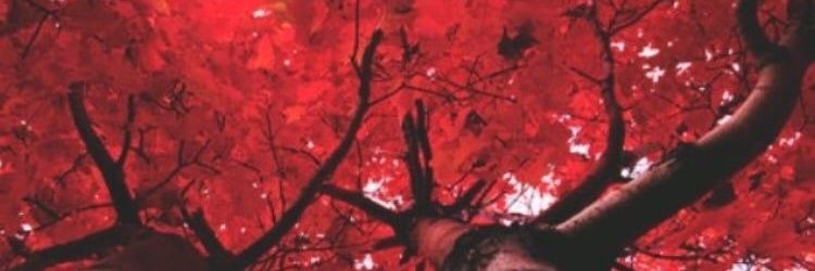 T_Ramosime's profile banner image