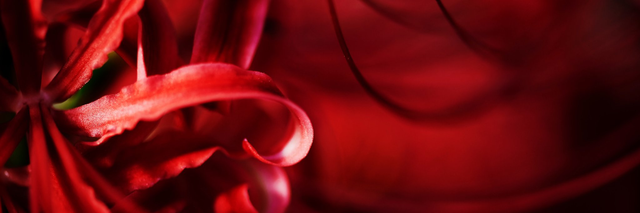 CHW_nao's profile banner image