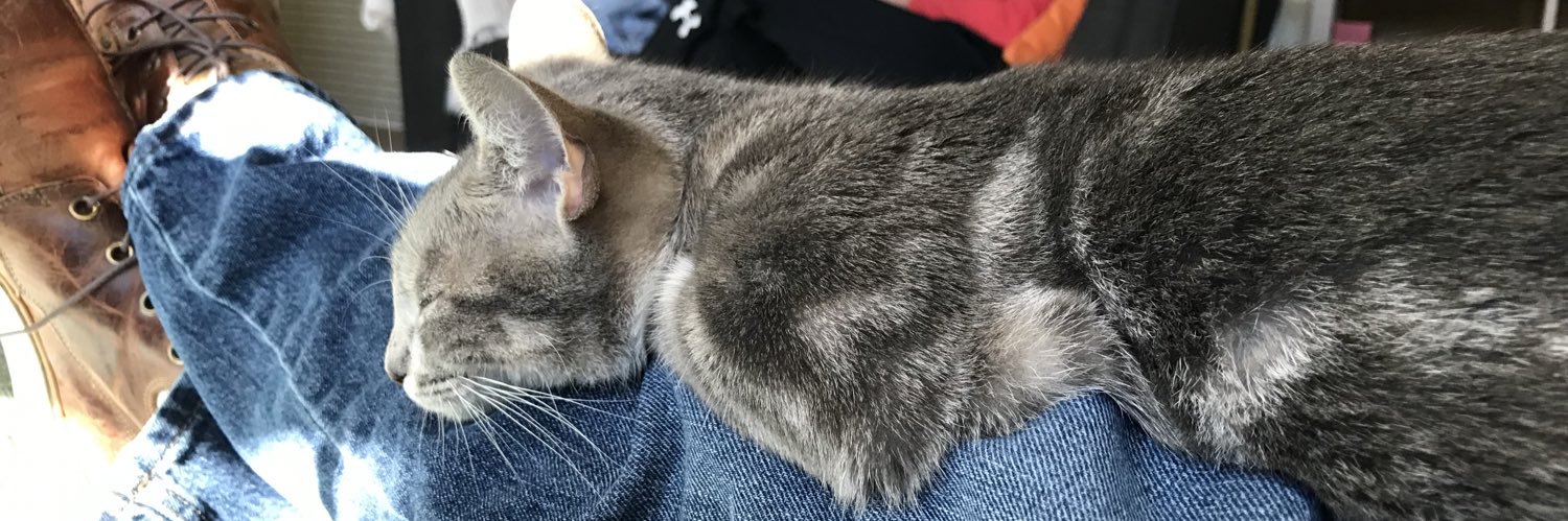 Steve Silbert (he/him)✍️ banner