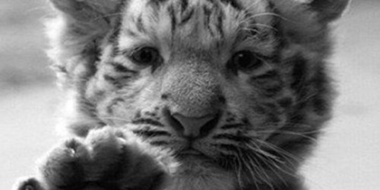 Rachel4chambers's profile banner image