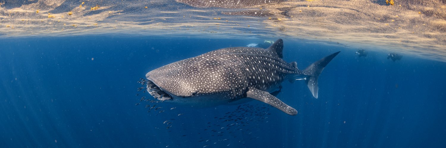 Sonia Beckwith banner