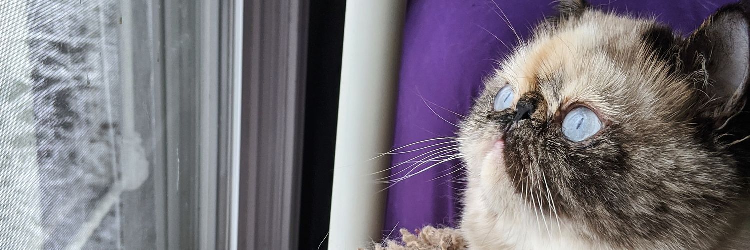 Lyssaroo721's profile banner image