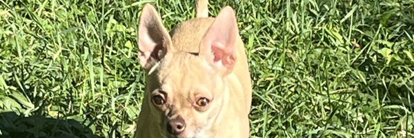 xorunnerxo Profile Banner