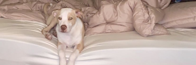 beccalynann's profile banner image
