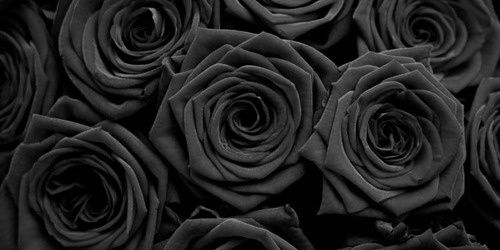 OhSnapRosa's profile banner image