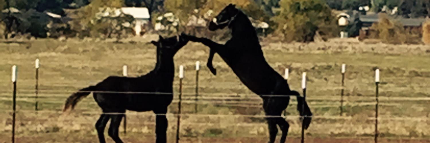 Jared Kahlefeldt banner