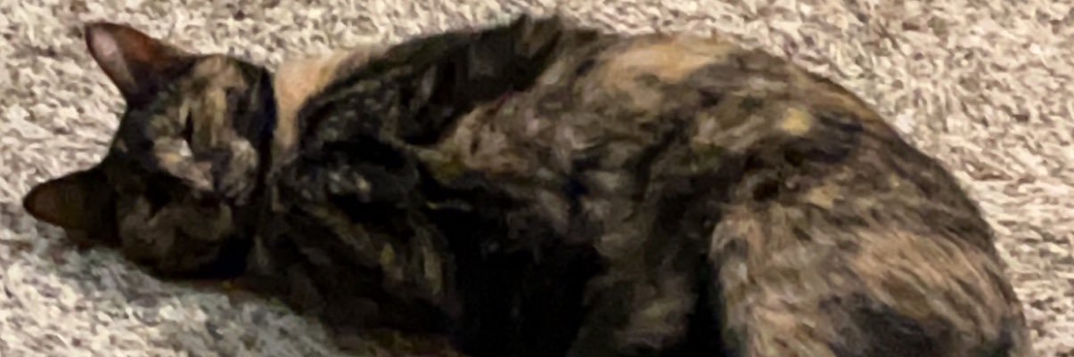 shaejwhite's profile banner image