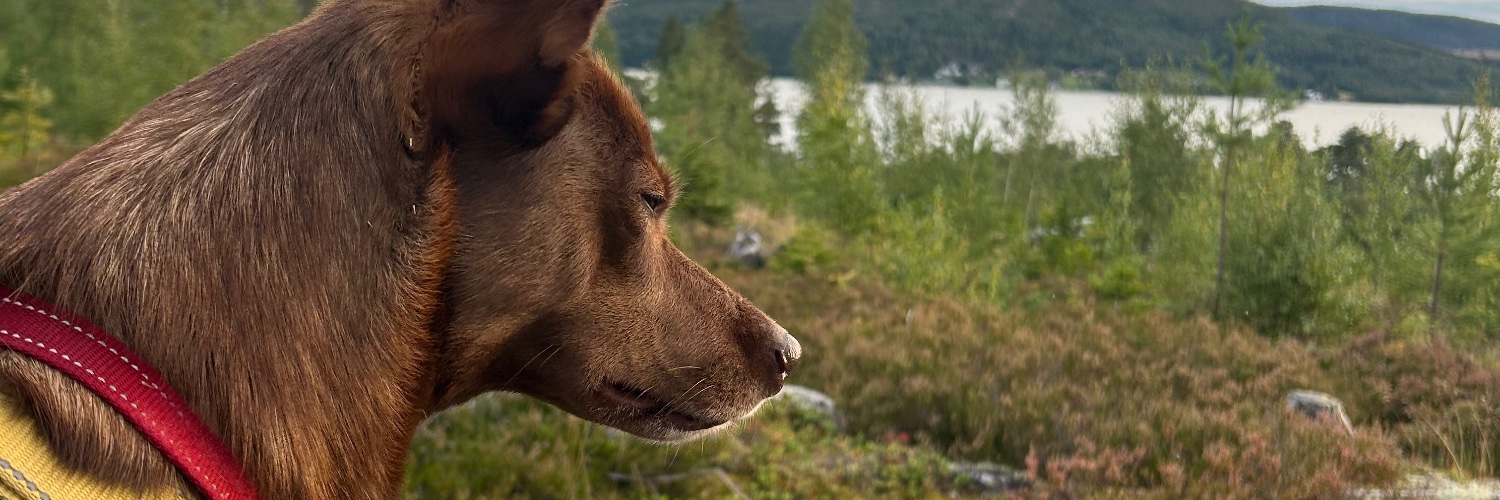 macksp86's profile banner image