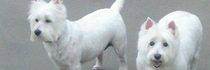 bobbyjohnswiley's profile banner image