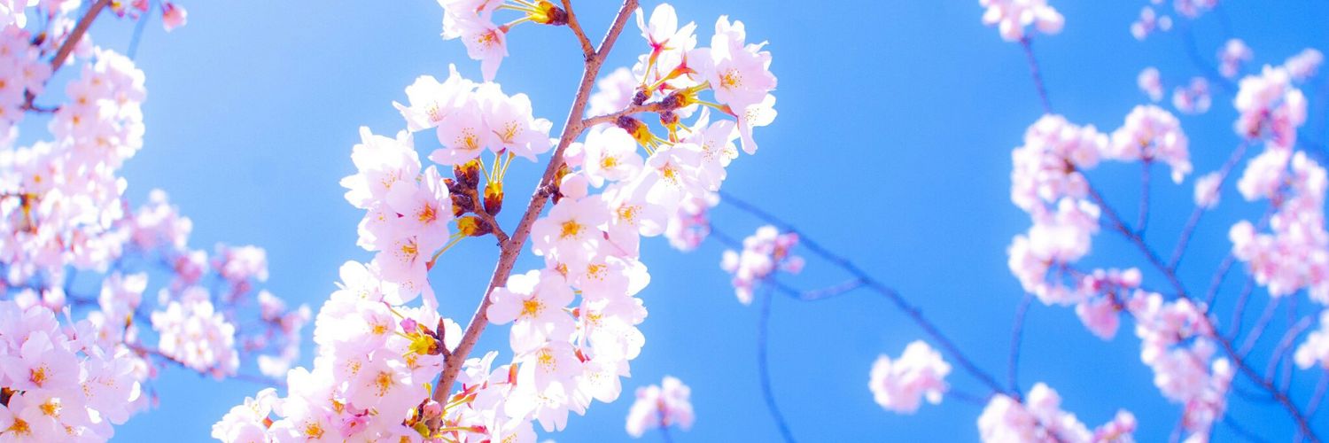 luciqui__'s profile banner image