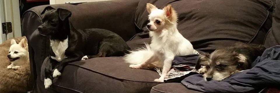 JoeFlowerz's profile banner image