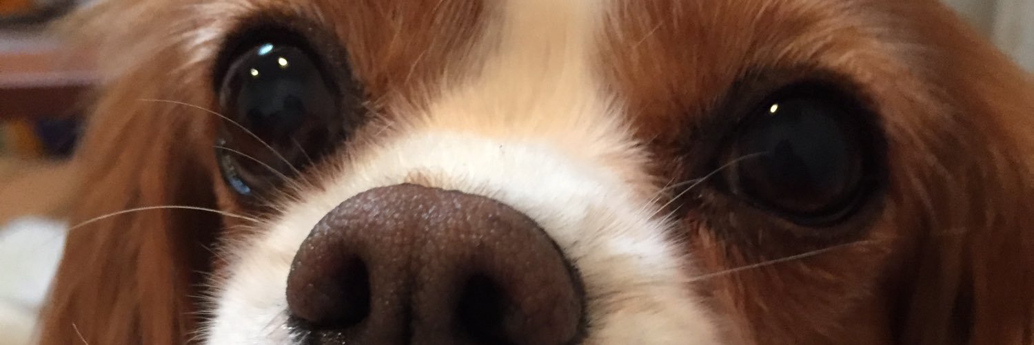 dome_chiki's profile banner image