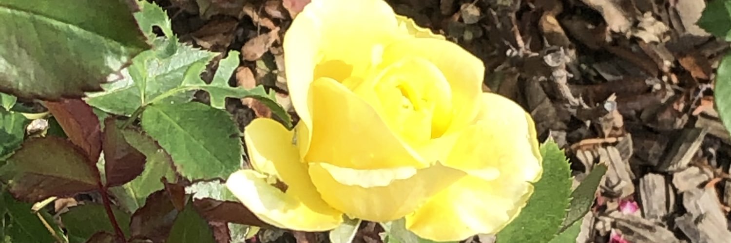 monrie2's profile banner image