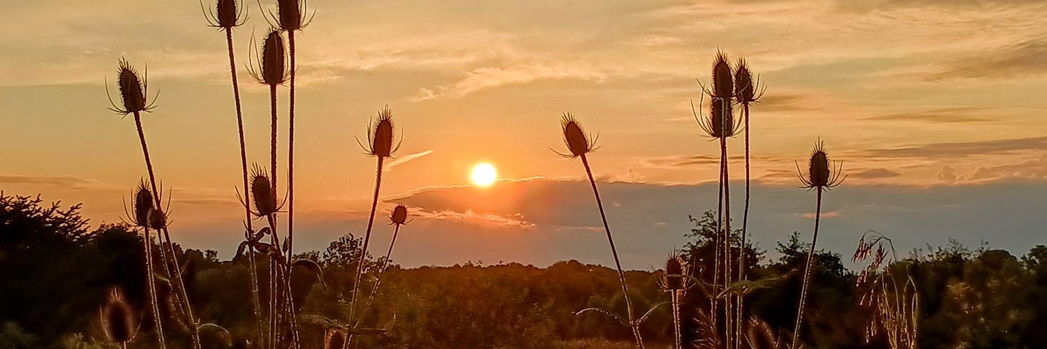 SteveB 🇺🇦🟧🐅💙🌈🌈 banner