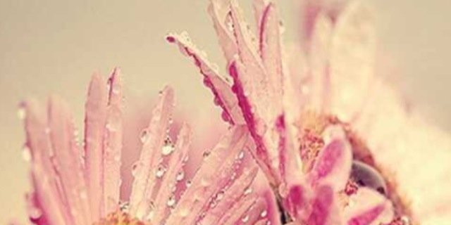 aljreebah's profile banner image