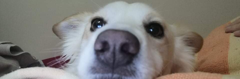 artemis_p_'s profile banner image