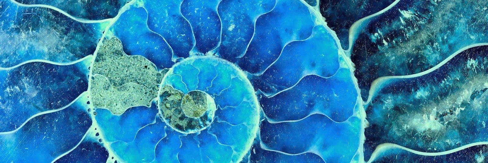 Shell Therapy (@shelltherapy) / Posts / X