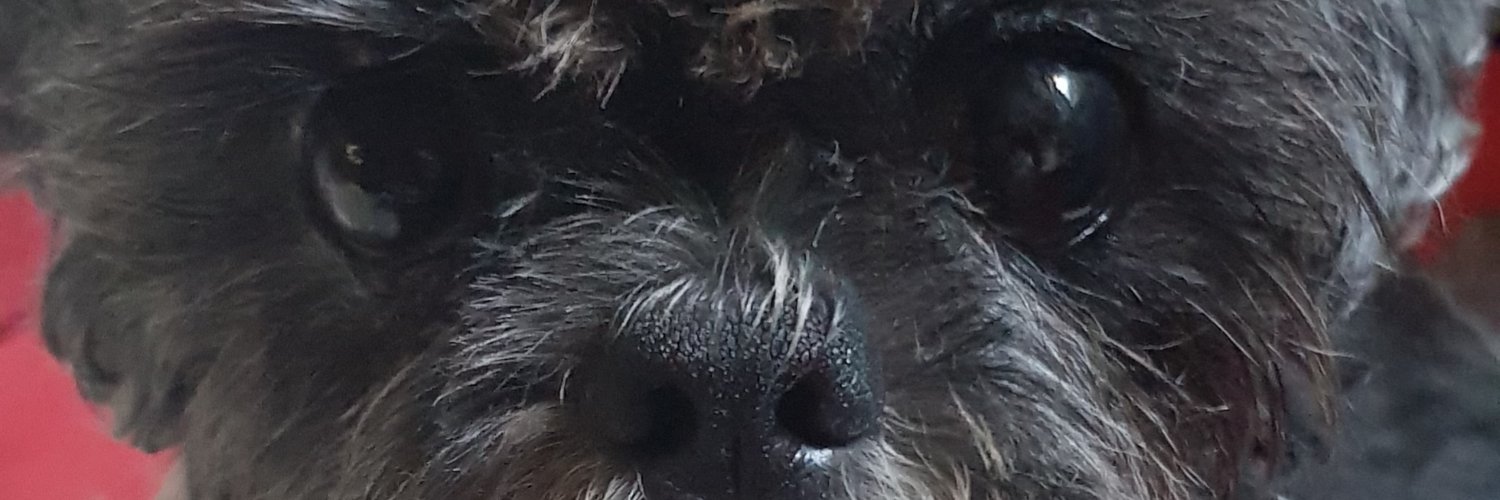 damsdalichoux's profile banner image