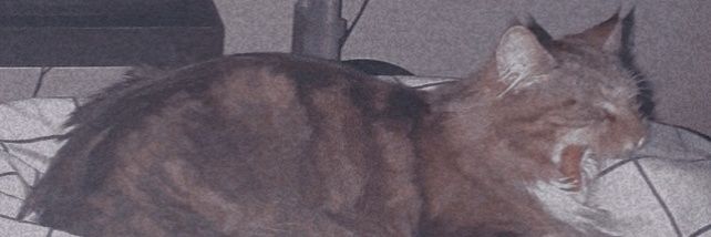 Nubz4evva's profile banner image