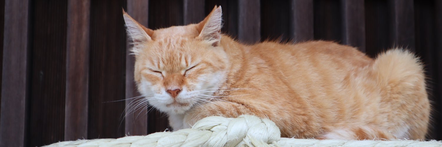 ハル🐳*にちゃい banner