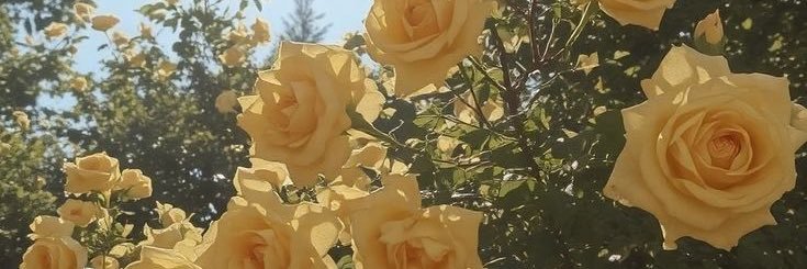 _chescam's profile banner image