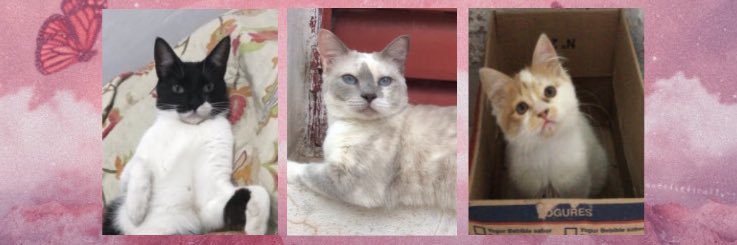 _anitacardenas's profile banner image