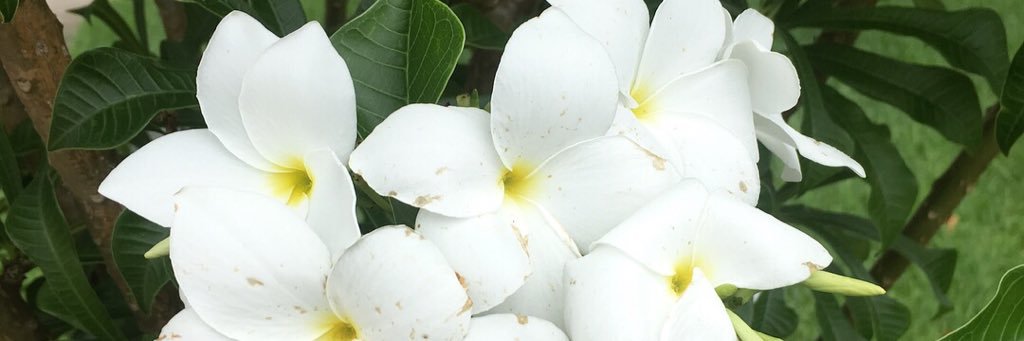 paratharoti's profile banner image