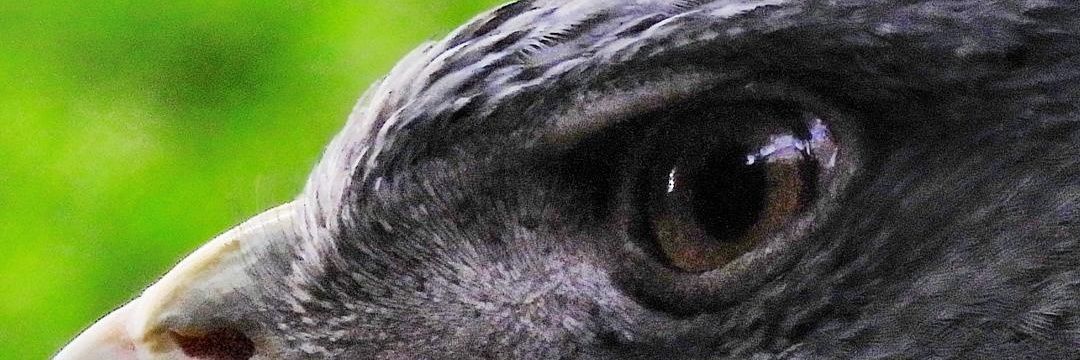 falvfer's profile banner image