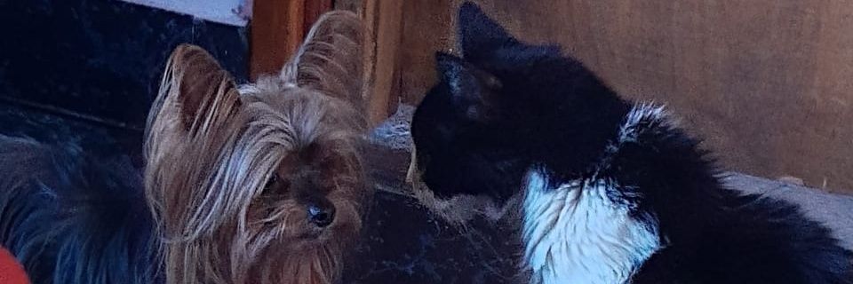 vpons__'s profile banner image