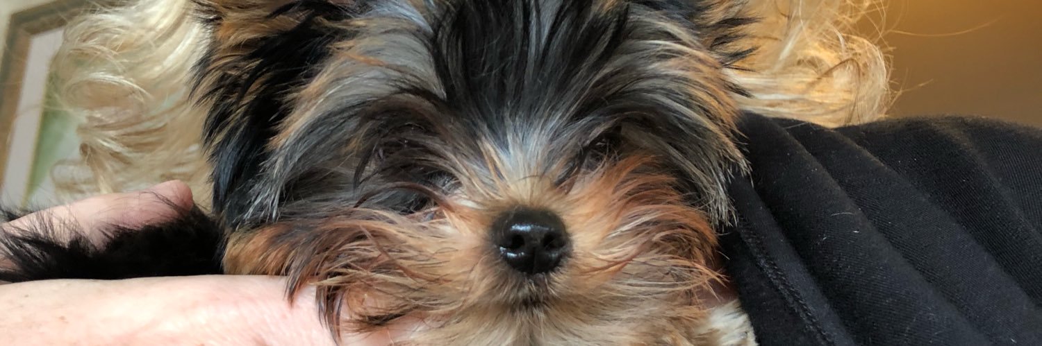ReneeLower's profile banner image