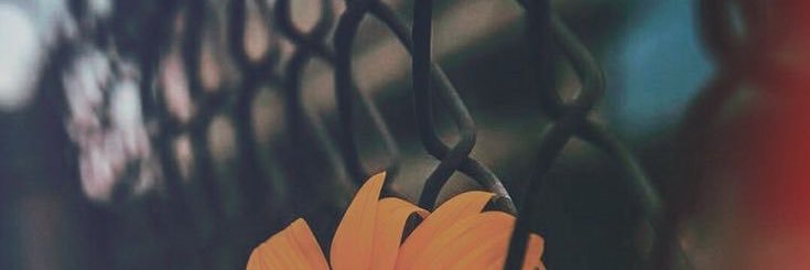 sofi_suldini's profile banner image