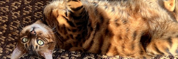 7Reportt Profile Banner