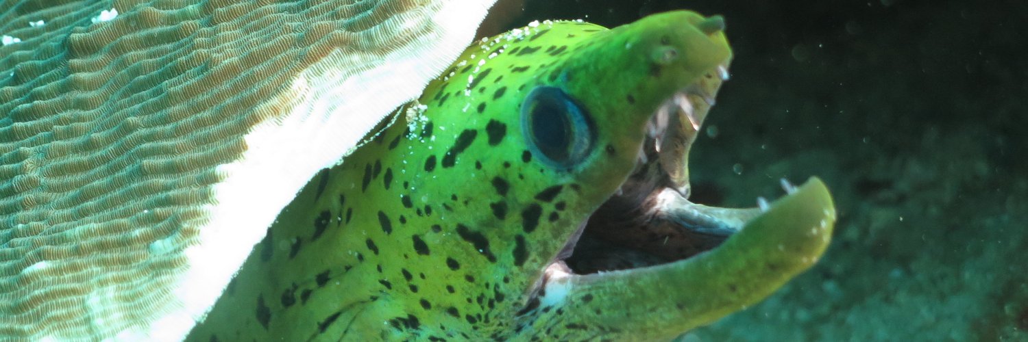 akoydaman's profile banner image