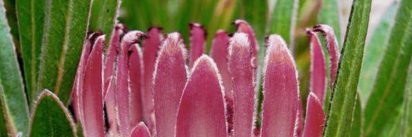 Matthew Burchell banner