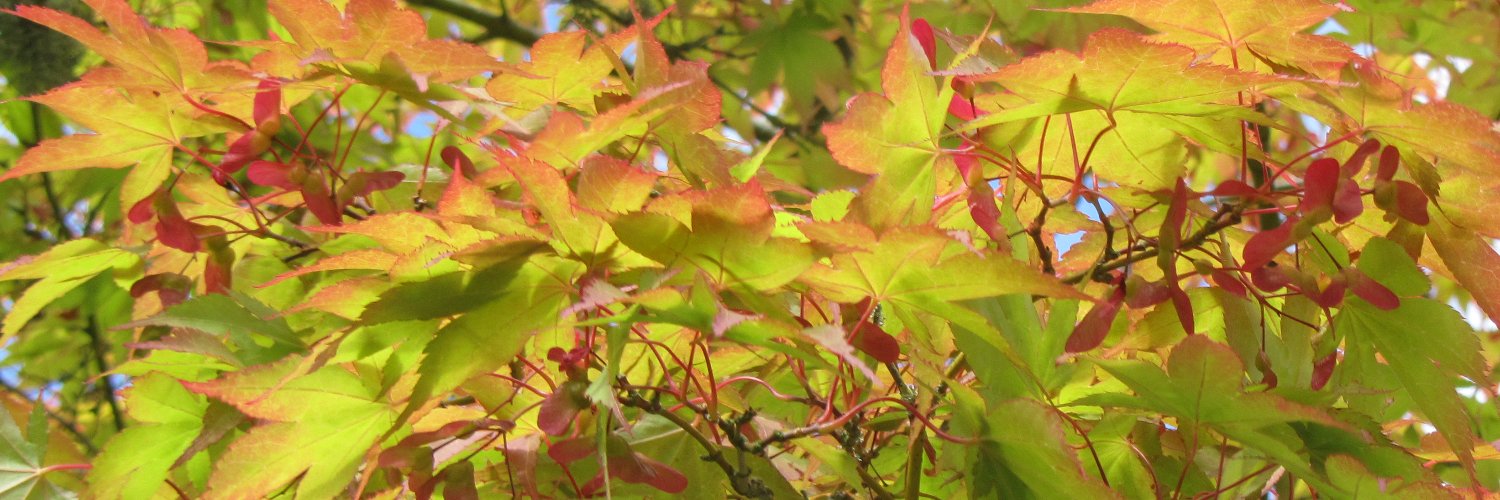 Neil 🏴󠁧󠁢󠁳󠁣󠁴󠁿 🏳️‍🌈 banner