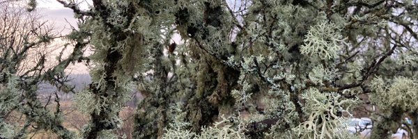 eohomo Profile Banner