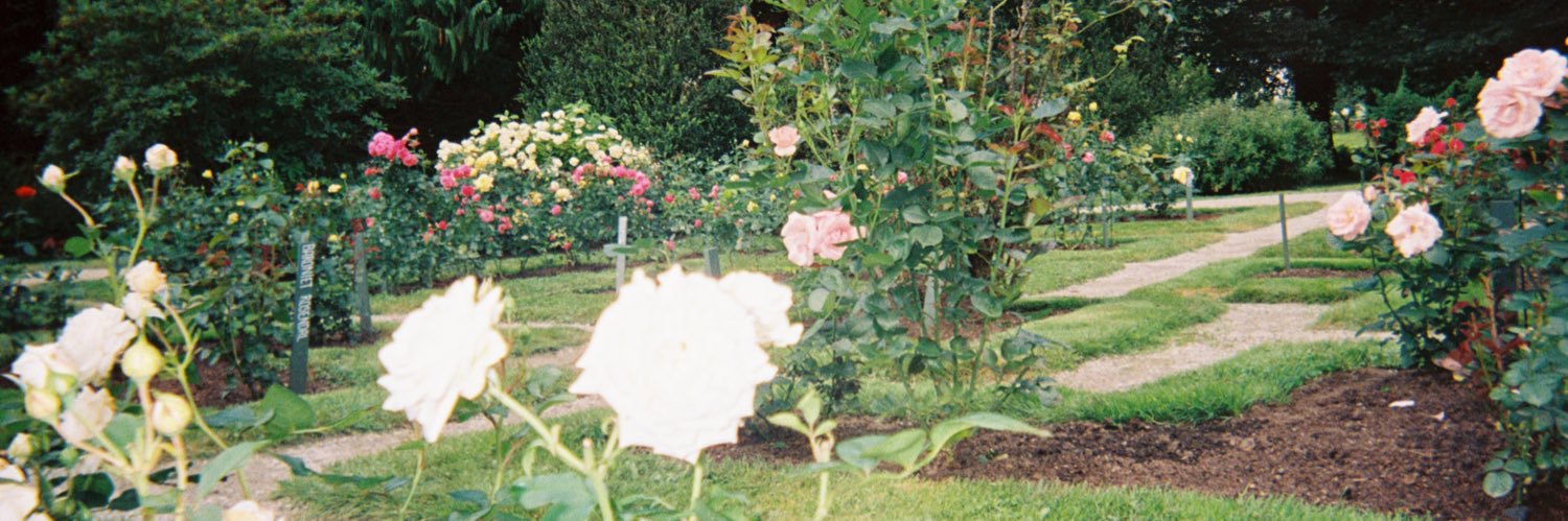 only_ivo_lima's profile banner image