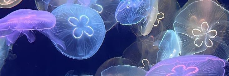 callienjeffrey's profile banner image