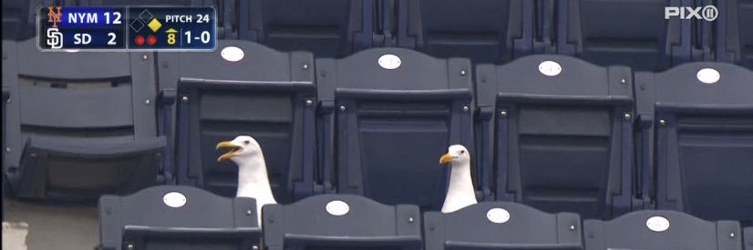 seth 🇵🇸 banner