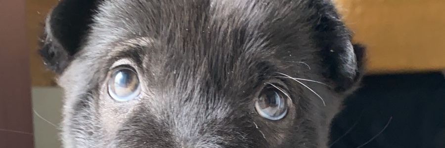 CrisGrabovsky's profile banner image