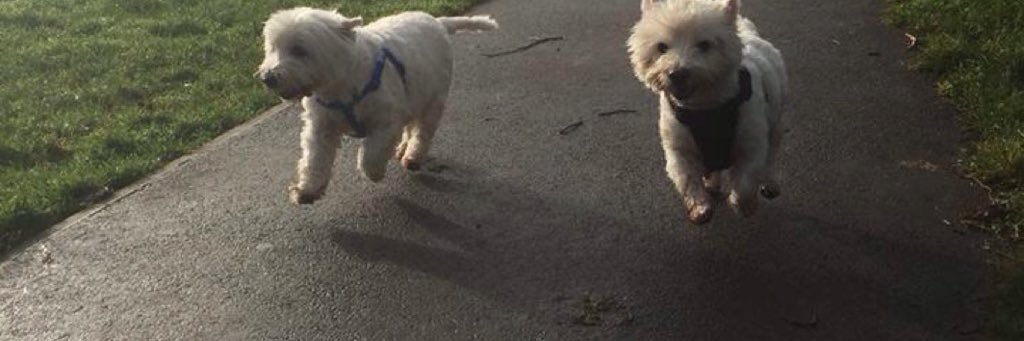 Julia Brett and Teddy banner